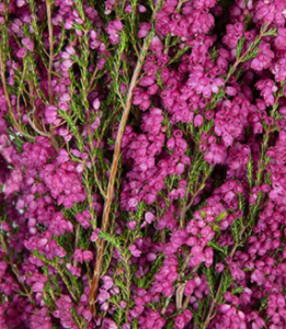 Stallion Concrete Color - Heather