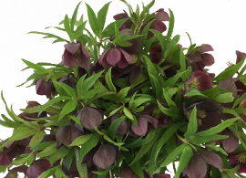 Stallion Concrete Color - Hellebores