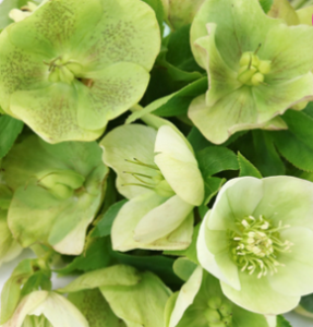 Stallion Concrete Color - Hellebores