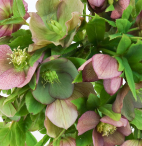 Stallion Concrete Color - Hellebores