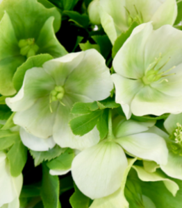 Stallion Concrete Color - Hellebores