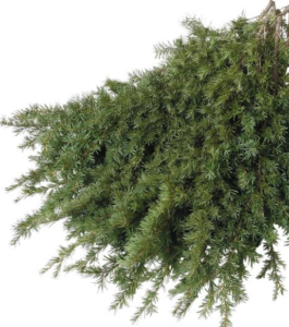 Stallion Concrete Color - Winter Greens