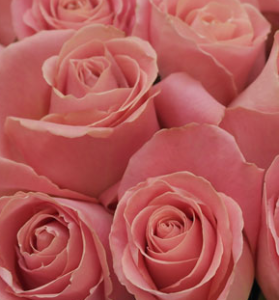 Stallion Concrete Color - Roses – Pink, Light Pink & Blush