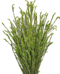 Stallion Concrete Color - Greenery