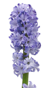Stallion Concrete Color - Hyacinth