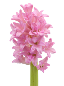 Stallion Concrete Color - Hyacinth