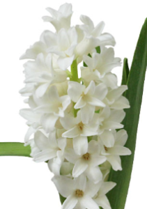 Stallion Concrete Color - Hyacinth