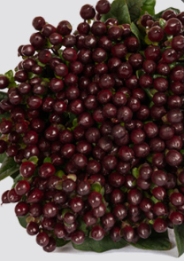 Stallion Concrete Color - Hypericum