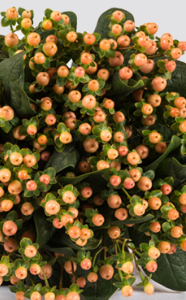 Stallion Concrete Color - Hypericum