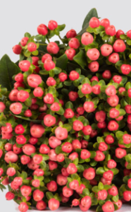 Stallion Concrete Color - Hypericum