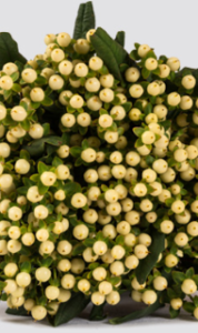 Stallion Concrete Color - Hypericum