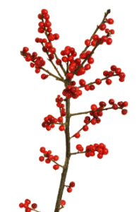 Stallion Concrete Color - Berries