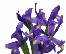 Stallion Concrete Color - Iris