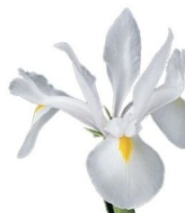 Stallion Concrete Color - Iris