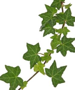 Stallion Concrete Color - Vine and Draping Greenery