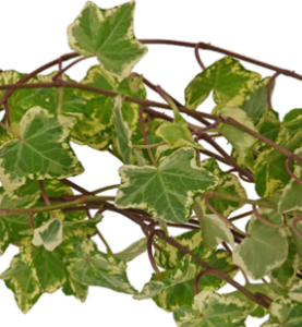 Stallion Concrete Color - Vine and Draping Greenery