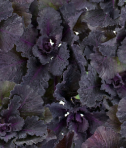 Stallion Concrete Color - Kale