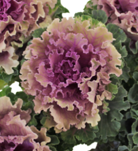 Stallion Concrete Color - Kale