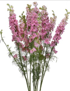 Stallion Concrete Color - Larkspur
