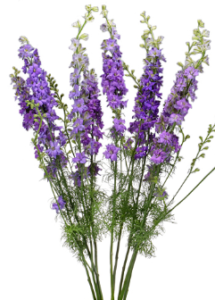 Stallion Concrete Color - Larkspur