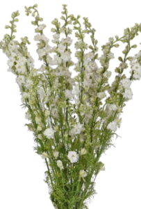 Stallion Concrete Color - Larkspur