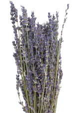 Stallion Concrete Color - Lavender