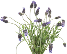 Stallion Concrete Color - Lavender