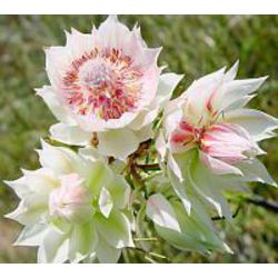 Stallion Concrete Color - Filler Flowers