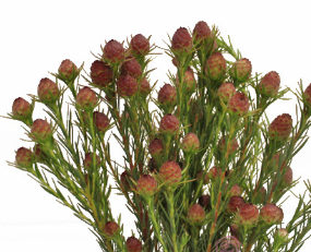 Stallion Concrete Color - Leucadendron