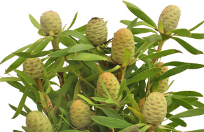 Stallion Concrete Color - Leucadendron
