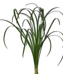 Stallion Concrete Color - Greenery