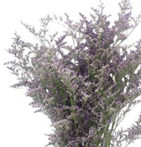 Stallion Concrete Color - Limonium