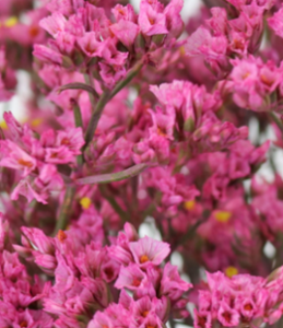 Stallion Concrete Color - Limonium