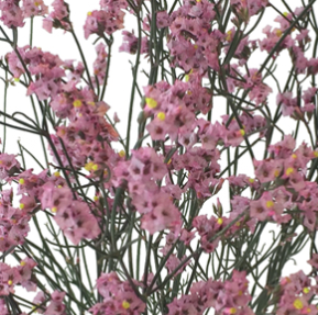 Stallion Concrete Color - Limonium