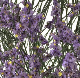 Stallion Concrete Color - Limonium
