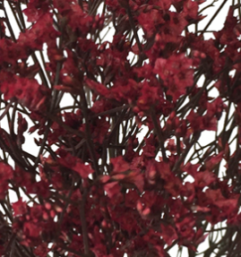Stallion Concrete Color - Limonium