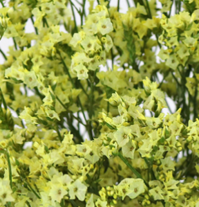 Stallion Concrete Color - Limonium