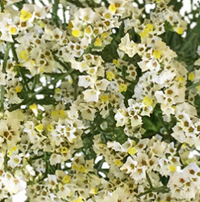 Stallion Concrete Color - Limonium