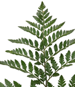 Stallion Concrete Color - Fern and Fern Like