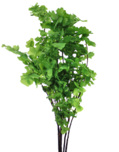 Stallion Concrete Color - Fern and Fern Like