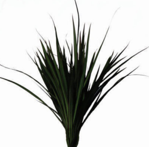 Stallion Concrete Color - Greenery