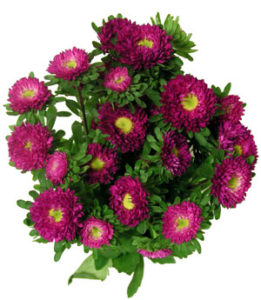 Stallion Concrete Color - Filler Flowers