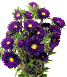 Stallion Concrete Color - Filler Flowers