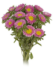 Stallion Concrete Color - Filler Flowers