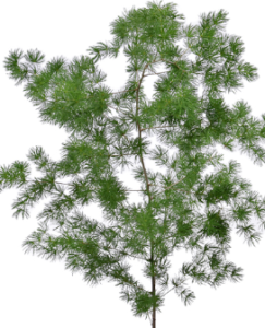 Stallion Concrete Color - Fern and Fern Like