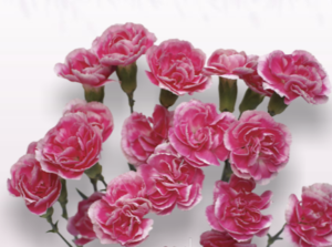 Stallion Concrete Color - Carnation – Mini