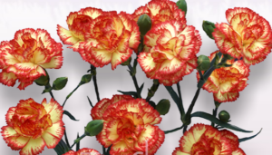 Stallion Concrete Color - Carnation – Mini