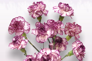 Stallion Concrete Color - Carnation – Mini