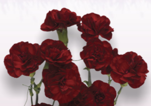 Stallion Concrete Color - Carnation – Mini