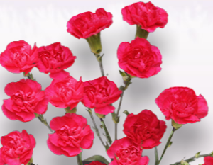 Stallion Concrete Color - Carnation – Mini